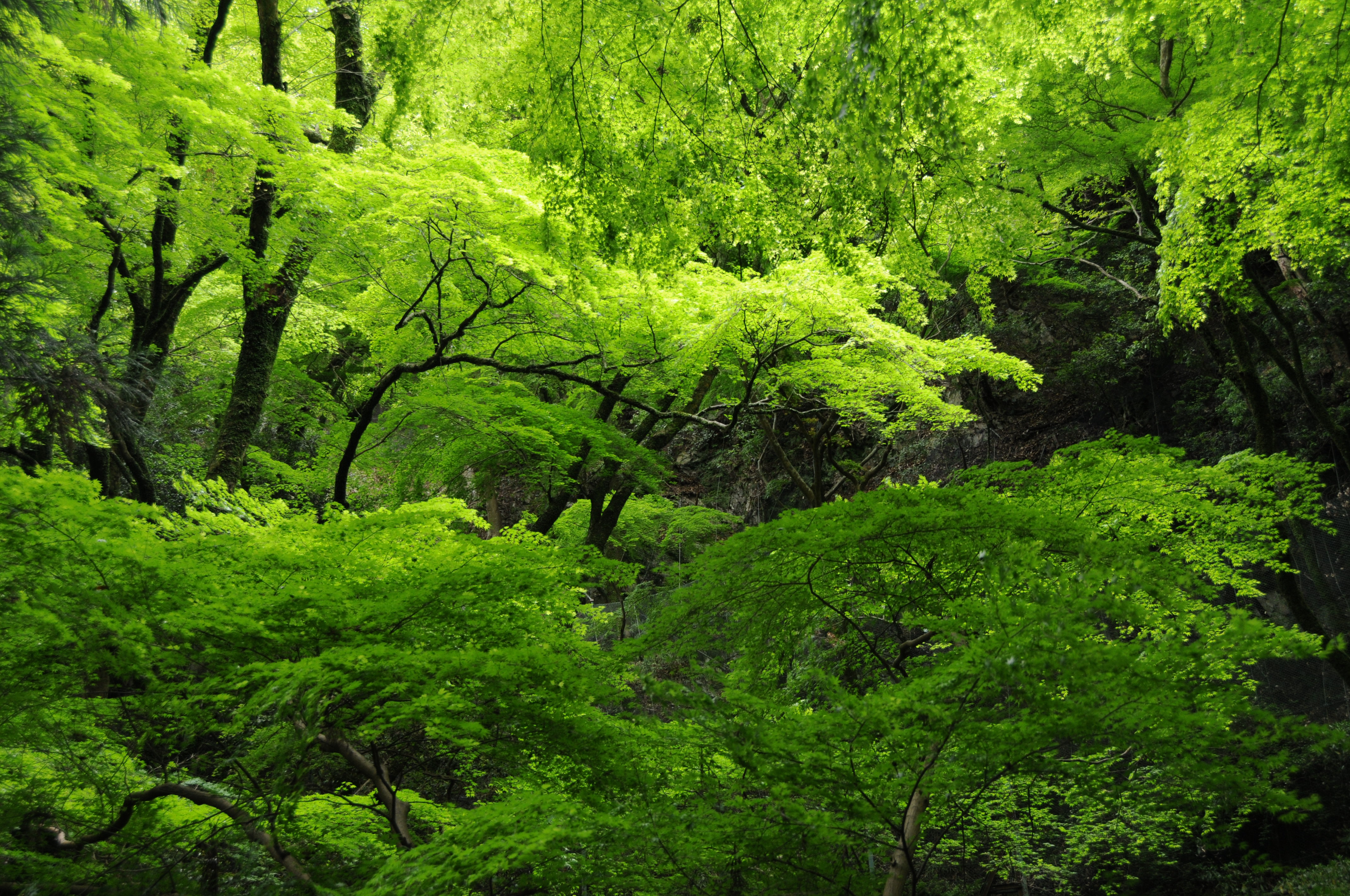 箕面の山にも春～…きみどり色の妖精たち: 箕面 桑の実荘